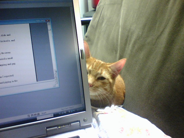 Apricot and Laptop.jpg
