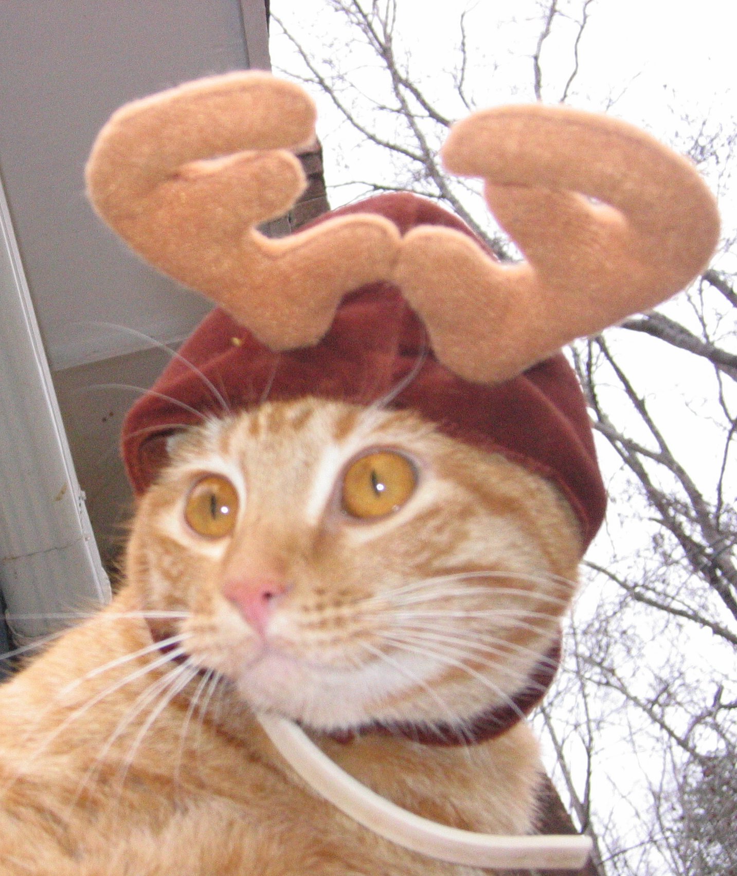Christmas Cats 2008 Apricot.jpg
