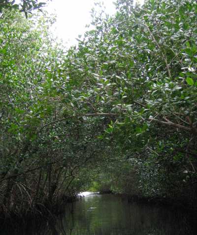Mangrove Jungle.jpg