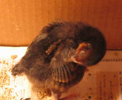One Chick April 2009.jpg