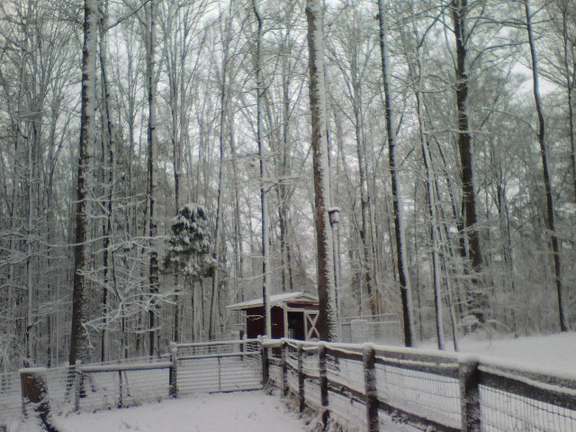 Snow and Chicken House.jpg