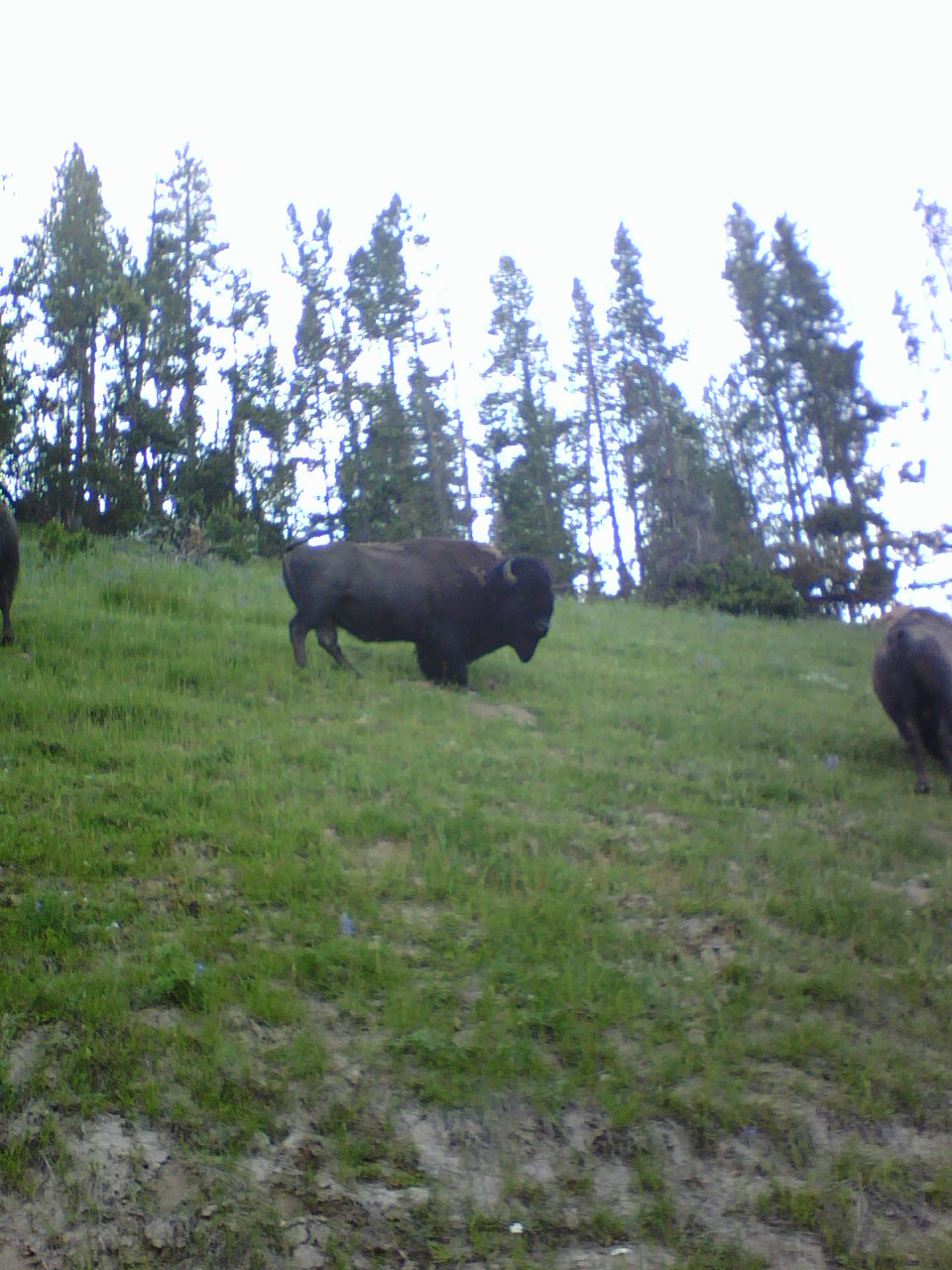 buffalo-before-charge