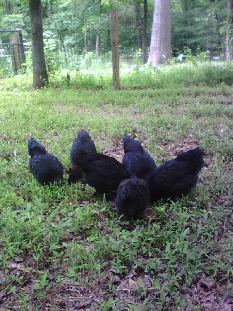 Six Chickens