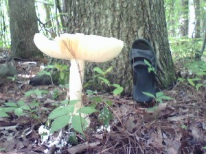 giant-mushroom