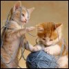 kitten_yarn