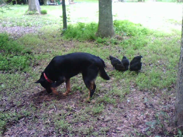 Chickens Ignoring the Dog